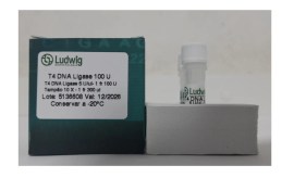 T4 DNA Ligase - 100 U - Biotec